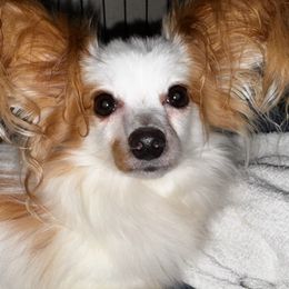 Buttercup - Papillon