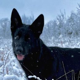 German Shepherds from Dragonstone Kennels