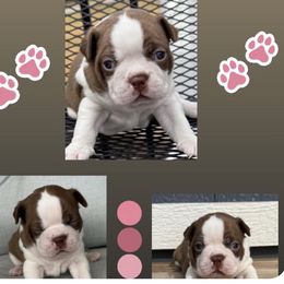 Red female - Red female Boston Terrier puppy in Mc Donough, Georgia from Ballard Boston Terriers