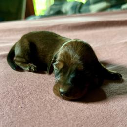 Mary's Puppy - Chocolate and tan male Dachshund puppy in Brave, Pennsylvania from Éirí na Gréine (the Rising Sun) cattery & Kennel