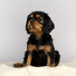 Cavalier King Charles Spaniel and Cavapoo Puppies from Moongate Cavaliers