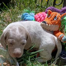 Talon - Fawn (isabella) and tan male Dachshund puppy in Sacramento, California from Family and Farm Friendly Dachshund