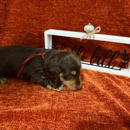 Red Apple girl - Chocolate and cream female Dachshund puppy in Canton, Texas from Bonnie and Clyde Dachshunds