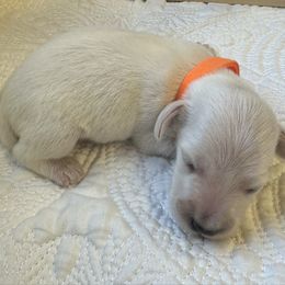 Noah - Cream male Dachshund puppy in Trenton, Kentucky from Promise Land Puppies