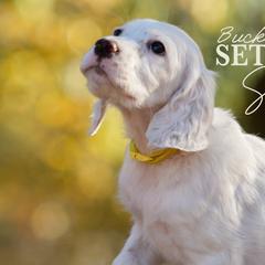 Sookie- Yellow Collar - English Setter puppy from Bucks County Setters