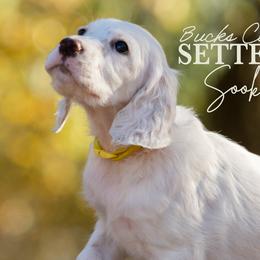 Sookie- Yellow Collar - English Setter puppy from Bucks County Setters
