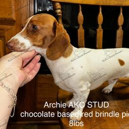 Archie - Piebald male Dachshund puppy in Gatesville, Texas from Emily’s Doxie Domain