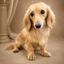 Barley - Cream female Dachshund puppy in Biloxi, Mississippi from Southern Doxies