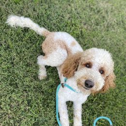 Ollie - Goldendoodle