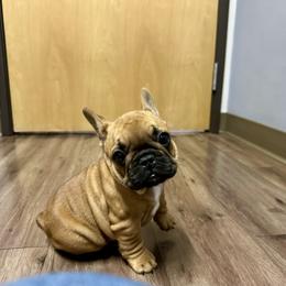 French Bulldog Puppies from Miller Frenchie Farm
