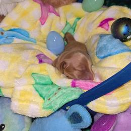 Ragnar - Red male Dachshund puppy in Florence, Mississippi from Rosies Doxies and Poodles CKC