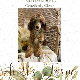 Timber - Poodle