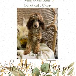 Timber - Poodle