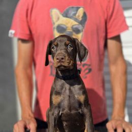 Black Collar Girl - Red and rust female Doberman Pinscher puppy in Stow, Ohio from Imperium Dobermann