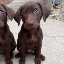 Girl 3 - Chocolate female Labrador Retriever puppy in Disputanta, Virginia from Powells Creek Retreivers