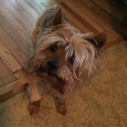 Yorkshire Terriers from Never Enough Yorkies