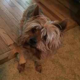 Yorkshire Terriers from Never Enough Yorkies