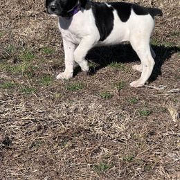 Purple - Black and white female German Shorthaired Pointer puppy in Newton Grove, North Carolina from Wayalife Labradors & Gsp’s