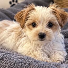 Parti - Parti female Yorkshire Terrier puppy in Ohio from Brittany’s Yorkshire Terriers