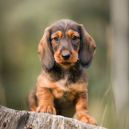 Dachshund Puppies from HighStyle Dachshunds