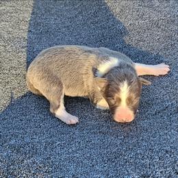 Blue 1 - Blue female Border Collie puppy in Springtown, Texas from CRL Farms