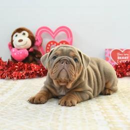 Royce - Lilac tri-color male Bulldog puppy in Lewisberry, Pennsylvania from Salted Rim Corgis