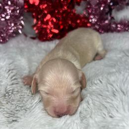 Boy three - Cream male Dachshund puppy in Payette, Idaho from NT Mini Doxies
