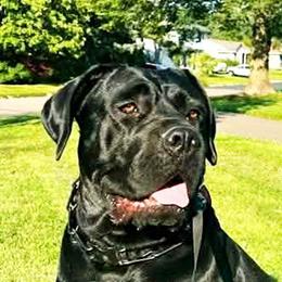 Moony - Cane Corso