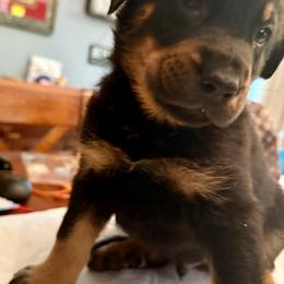 Black Collar - Black and tan male Beauceron puppy in Sterling, Illinois from Beaucerons of Tempete De Hope