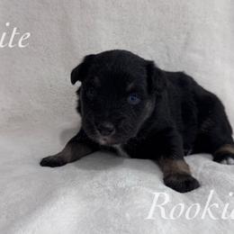 Rookie - Black tri female Miniature Australian Shepherd puppy in Corpus Christi, Texas from Elite Miniature Australian Shepherds