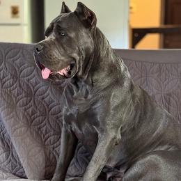 Lexa - Cane Corso