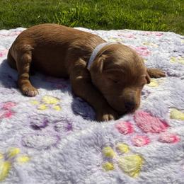 Girl 1 - Red female Aussiedoodle puppy in Deer Park, Washington from Doodle Paw Ranch