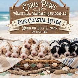 Labradoodle puppies from Caris Paws Poodles and Labradoodles
