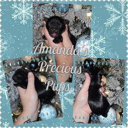 KB BLACK FEMALE - Black and tan female Yorkshire Terrier puppy in Wartburg, Tennessee from Amanda's Precious Pups