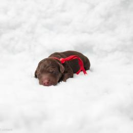 Sparky - Phantom male Poodle puppy in Plainfield, New Jersey from Caris Paws Poodles and Labradoodles