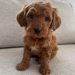 Red collar boy - Red  male Goldendoodle puppy in Ridgewood, New Jersey from Jessie’s Doodles