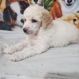 Tim - Parti male Poodle puppy in Cleburne, Texas from Lone Star Standard Poodles LLC