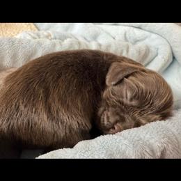 Boy 2 - Brown male Cocker Spaniel puppy in Phil Campbell, Alabama from Sandra Clark's Cocker Spaniels