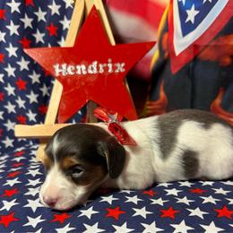 Holden - Blue and tan male Dachshund puppy in Somerset, Pennsylvania from Rae’s Dapper Dachshunds