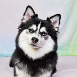 RAVEN - Pomsky
