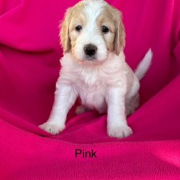 Goldendoodle Puppies from Goodyear golden doodles