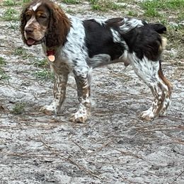 English Springer Spaniel All Grown Up from Eagle Trail Kennels