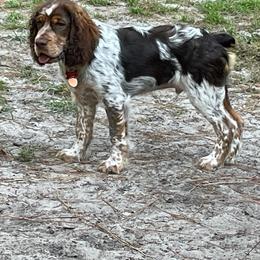 English Springer Spaniel All Grown Up from Eagle Trail Kennels