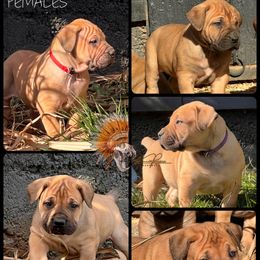 Girl 4 - Red female Boerboel puppy in Pennsylvania from Cold River Boerboels
