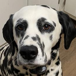 Sticky - Dalmatian