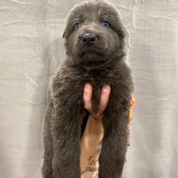 Girl 2 - Blue female German Shepherd puppy in Pelham, North Carolina from P & P Shepherds
