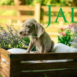 Jade - Silver gray female Weimaraner puppy in Talking Rock, Georgia from North Georgia Weims