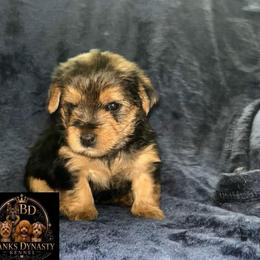 Pumbaa 2000 - Black and tan male Yorkipoo puppy in Gastonia, North Carolina from Banks Dynasty Kennel