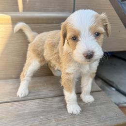 Sally - Red female Bernedoodle puppy in Springville, Utah from Oodles of Bernedoodles