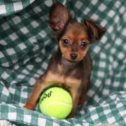 Pluto - Black and tan male Russian Toy puppy in Horseshoe Bend, Idaho from Nesting Dolls
